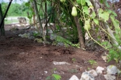 Belize039